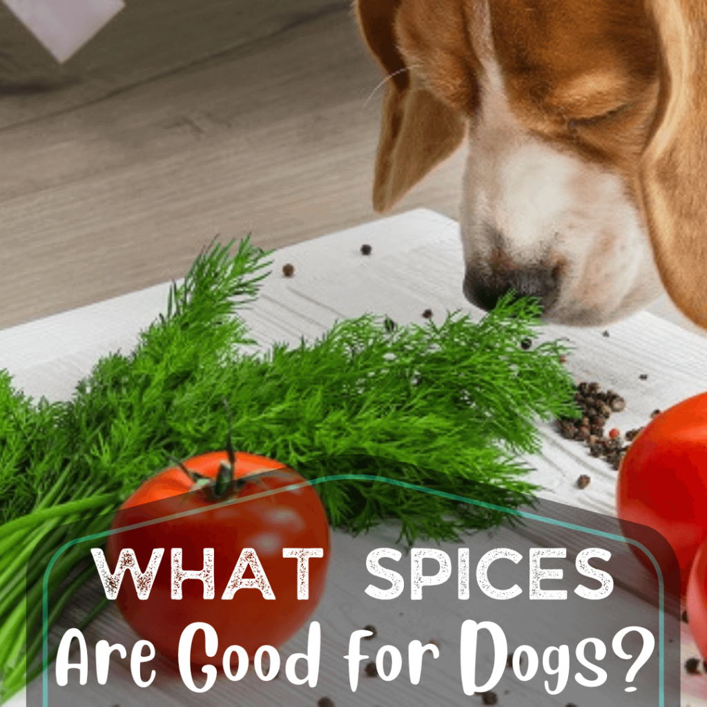 Nutrition Tips Dog Food Point