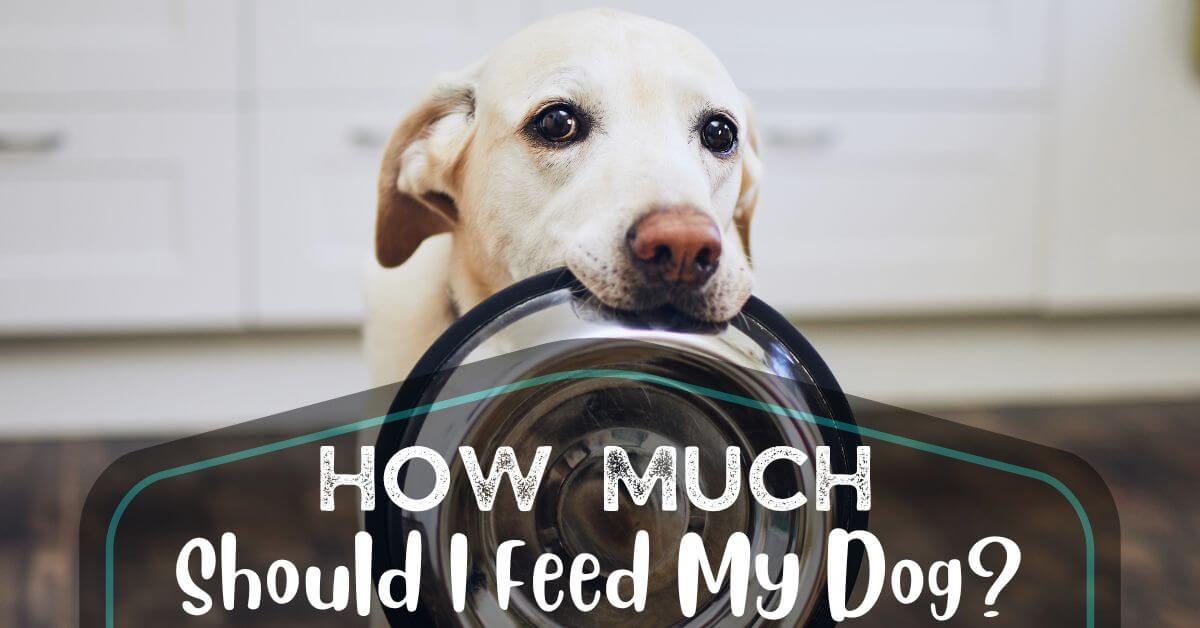 How Much Should I Feed My Dog? An Ultimate Guide