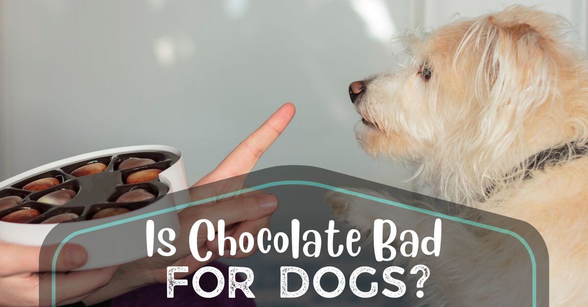 Is Chocolate Bad For Dogs? EyeOpening Facts You Didn't Know