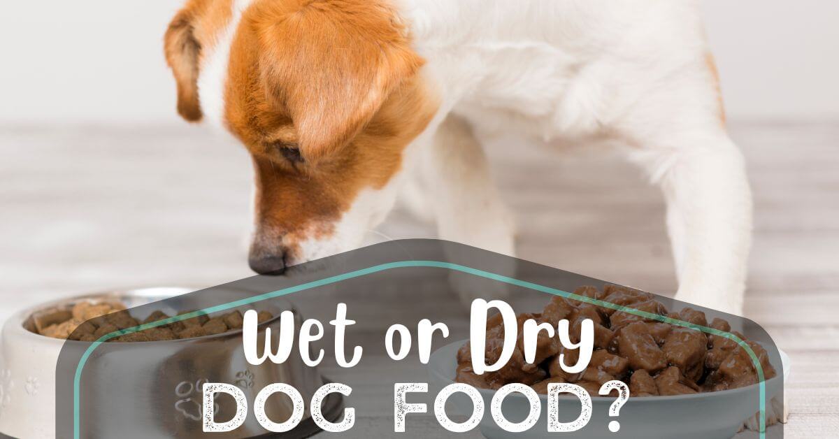 Wet Or Dry Dog Food Which Is Better For Your Pet?