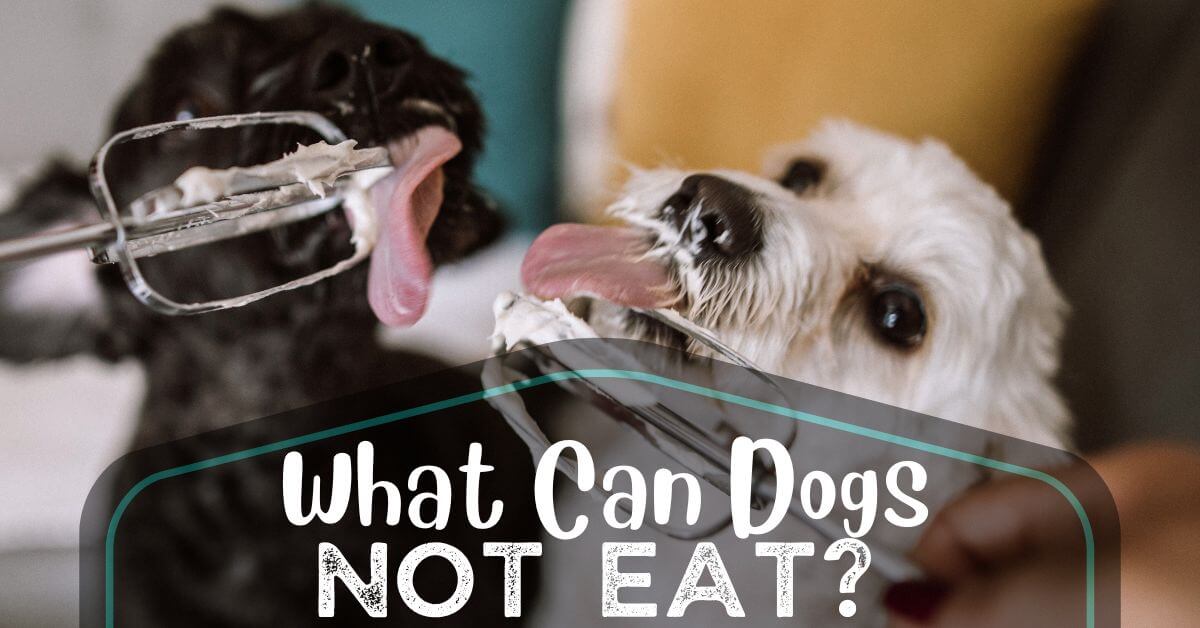 What Can Dogs Not Eat? 25 Toxic Foods Your Pup Should Avoid