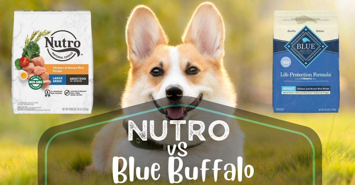 Nutro Vs Blue Buffalo Which Food Is Better For Your Dog?