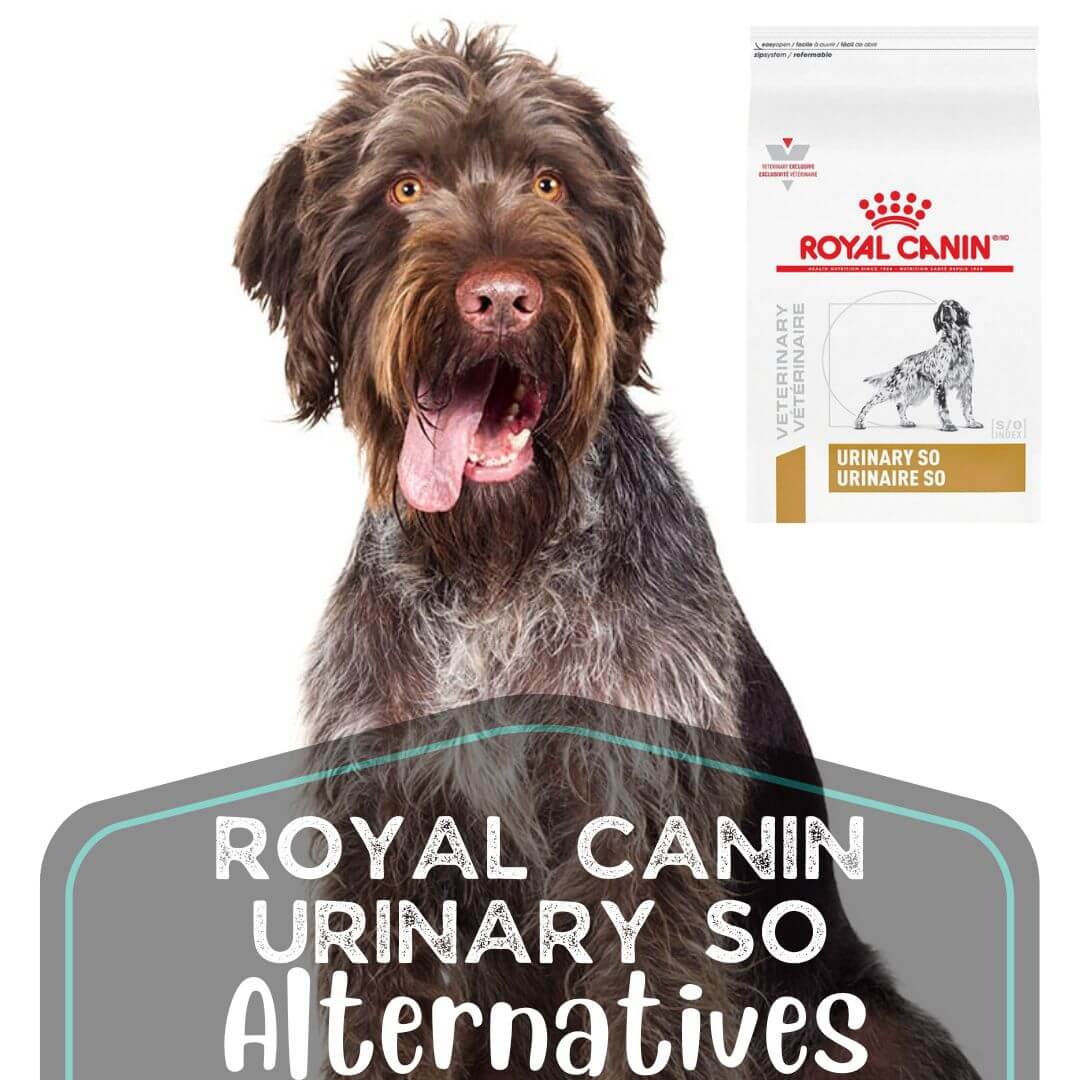 dog food compare open farms large breed dog food Open Farm RawMix Large Breed Grain Free Dog Food