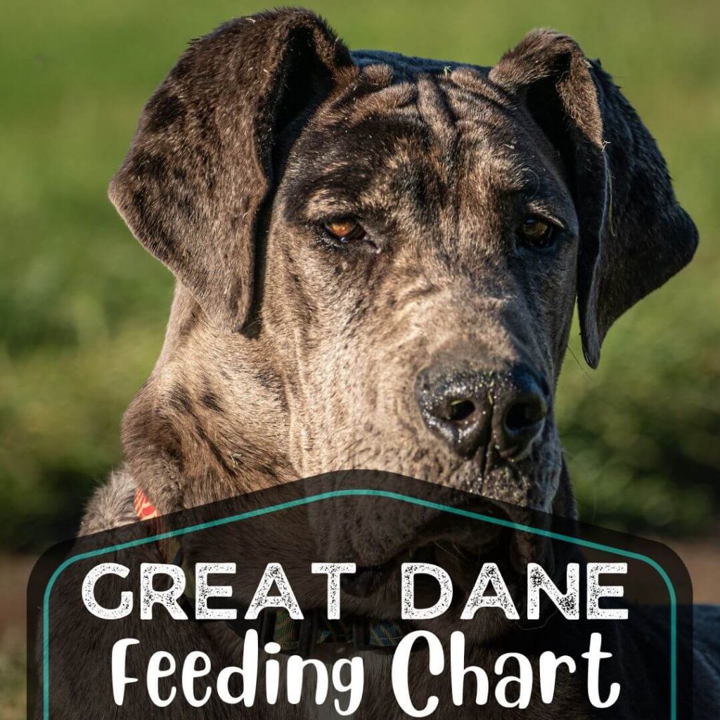 Nutrition Tips Dog Food Point